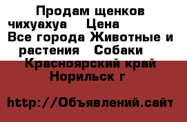 Продам щенков чихуахуа  › Цена ­ 10 000 - Все города Животные и растения » Собаки   . Красноярский край,Норильск г.